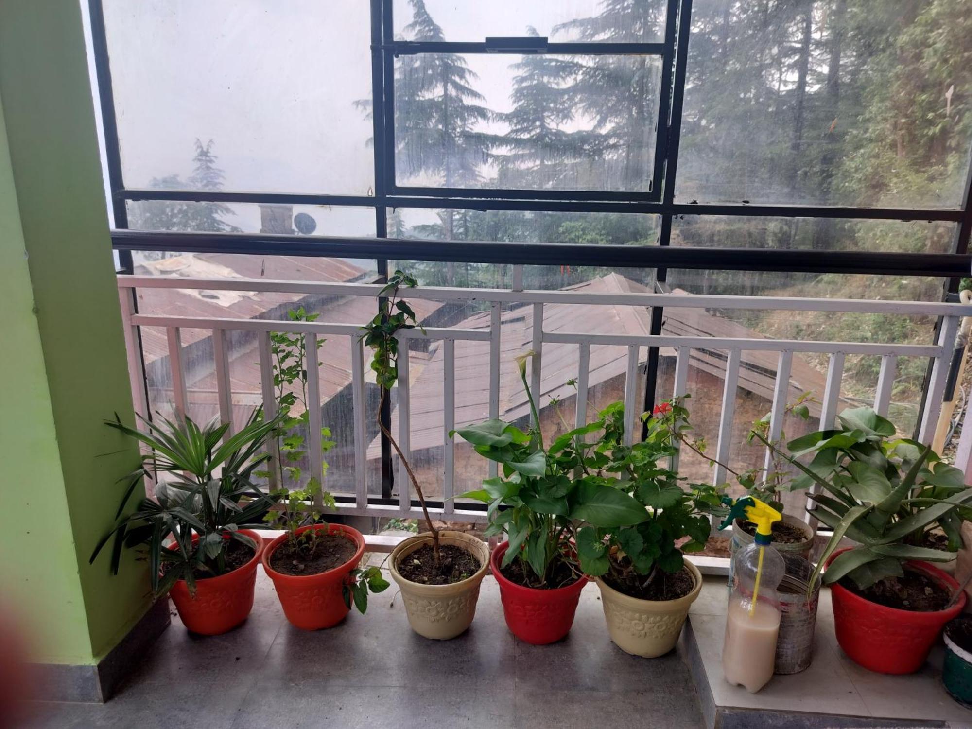 Tree Valley Homestay Chail Exterior photo